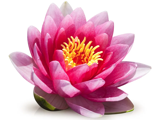 Pink lotus flower with yellow center.