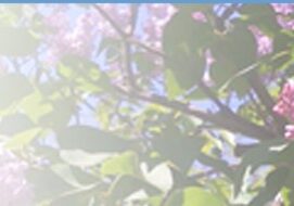 Sunlight filters through leafy branches in a soft, dreamy scene.