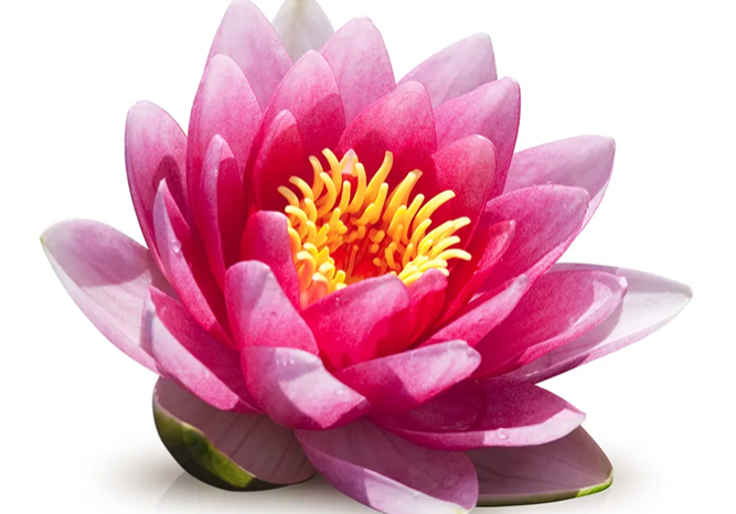 Pink lotus flower with yellow center.