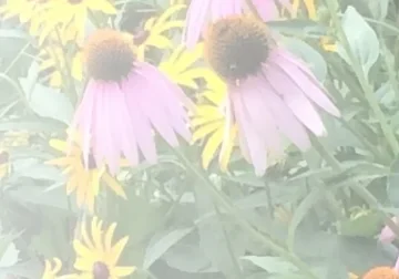 Purple and yellow flowers in a garden.