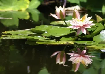 Pink water lilies reflected on pond surface.